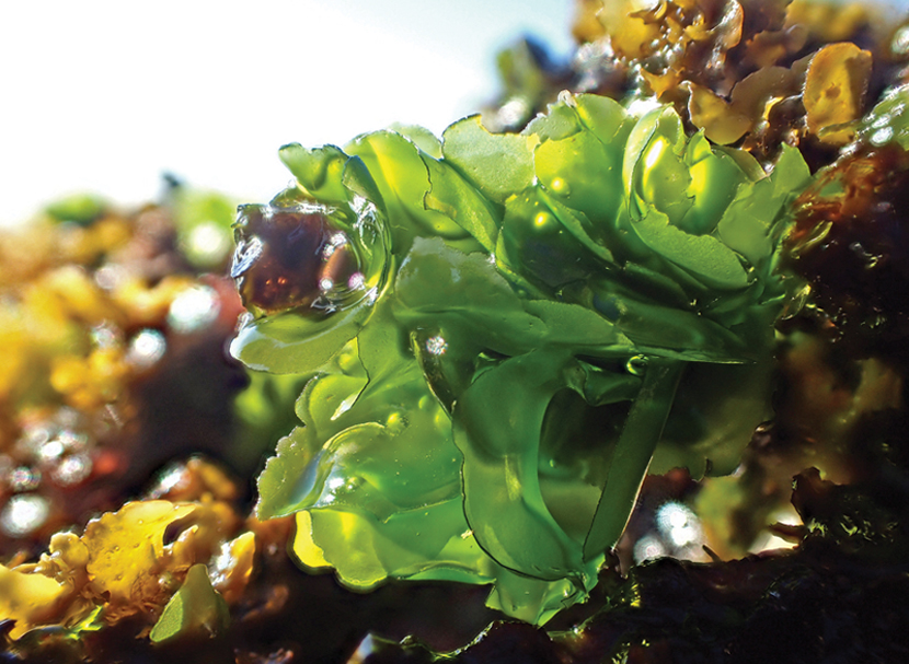Algae
